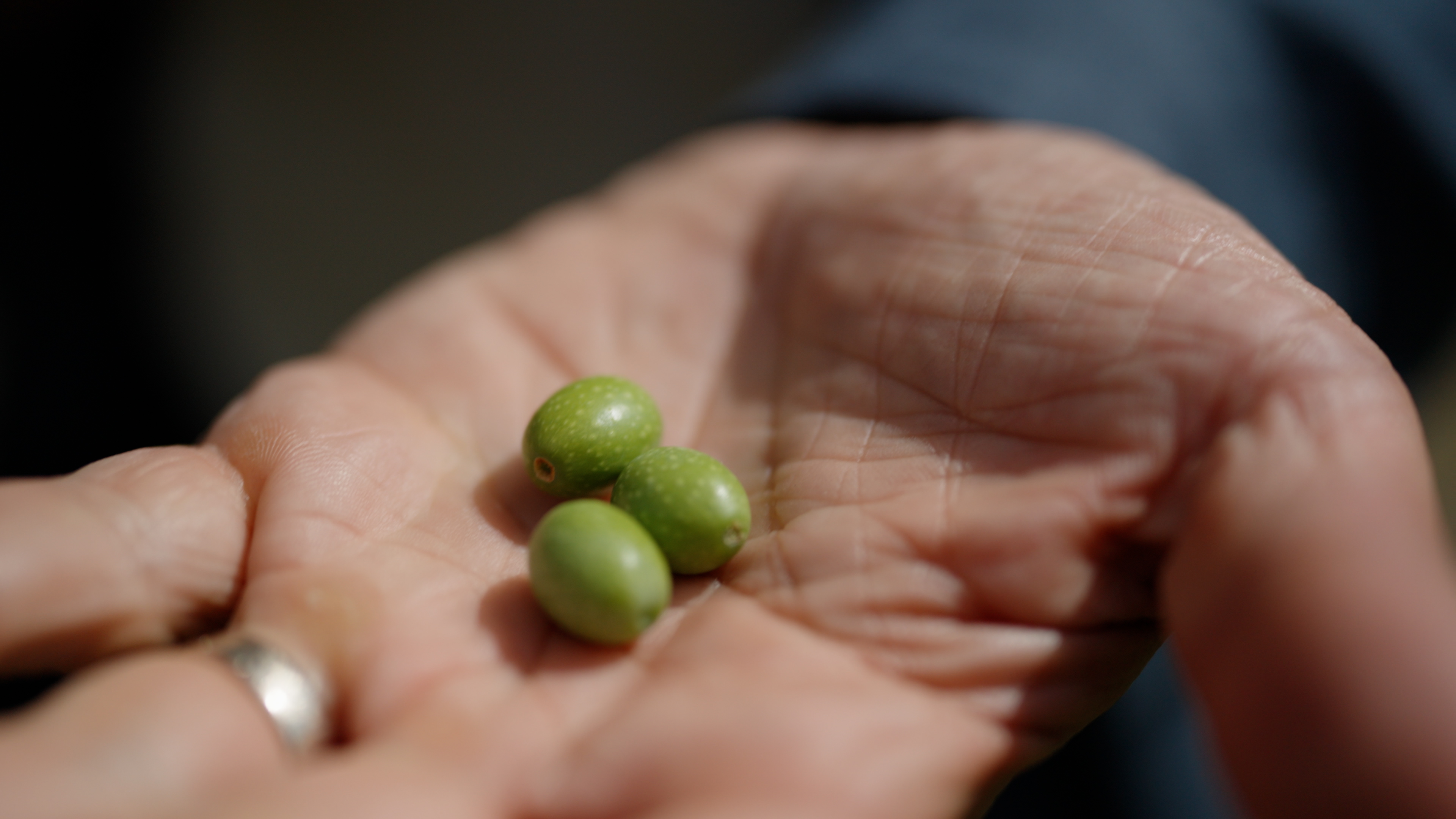 Check for The World of Olive Oil airing on a public television station near you!